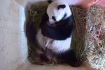 Mama und Baby. Quelle: Youtube Screenshot