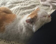 "Er hat ein Wunder erlebt": Eine Tierheimkatze, die es liebt zu schmusen, hat ein neues Zuhause gefunden