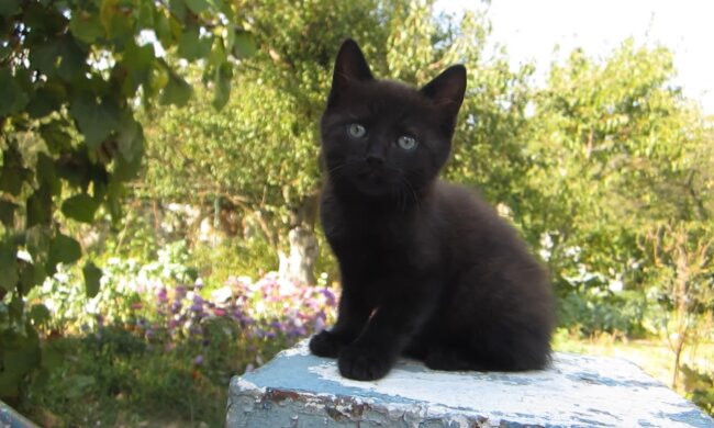 Kätzchen. Quelle: Screenshot