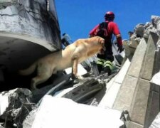 Die Geschichte von Daiko: Ein Hund, der Menschen mutig Leben rettete