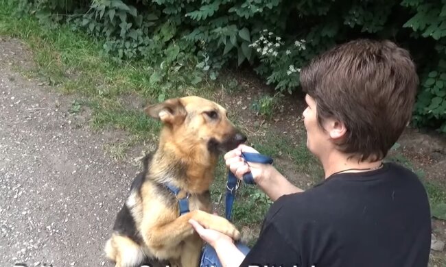 Schäferhund. Quelle: Youtube Screenshot