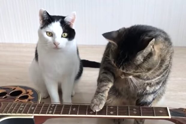 Auch Tiere schätzen Musik. Quelle: Screenshot YouTube