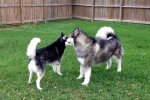 Husky und Malamute. Quelle: Youtube Screenshot