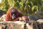 Orang-Utan. Quelle: Youtube Screenshot