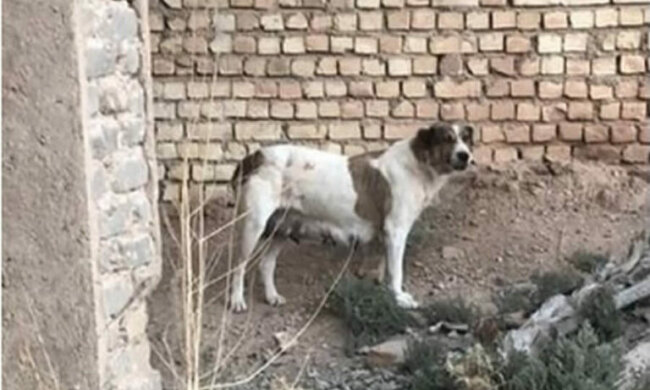 Die Hündin stand auf der Straße und versuchte, die Aufmerksamkeit der Menschen auf ihre Kinder zu lenken