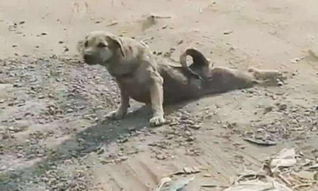 Hundeschauspieler: Die Leute dachten, der Hund brauche Hilfe, aber als sie näher kamen, stellten sie fest, dass sie kein recht hatten