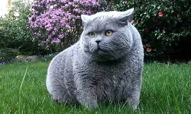 Fette Katze. Quelle: YouTube Screenshot