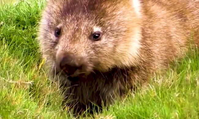 Wombat. Quelle: Youtube Screenshot