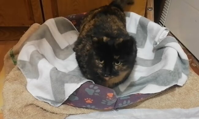 Die traurige Katze ging immer wieder zum Fenster, um die Menschen zu beobachten