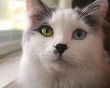 Ein junges Paar fand eine streunende Katze mit ungewöhnlichen Augen und brachte sie nach Hause