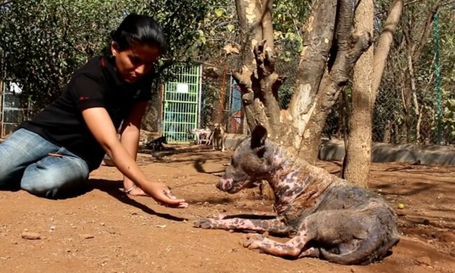 Schwierigkeiten des Straßenlebens. Quelle: Screenshot YouTube