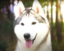 Husky jammerte und wühlte in der Ecke: als der Besitzer den Boden öffnete, musste er dringend den Tierarzt anrufen