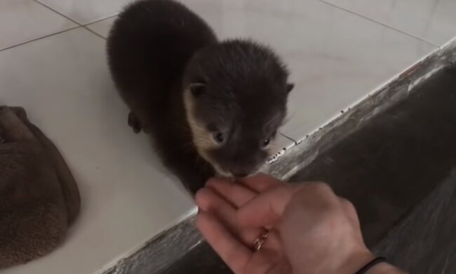Der Otter. Quelle: Screenshot YouTube