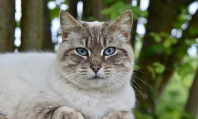 Das Mädchen musste ein Risiko eingehen, um das Leben des Kätzchens zu retten