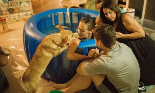 Der Hund war seiner Besitzerin so mitfühlend, dass er sie während der Entbindung niemals verließ: Es wurde eine berührende Aufnahme mit der Kamera gemacht