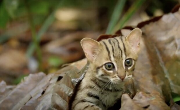 Die kleinste  Wildkatze. Quelle: Screenshot YouTube