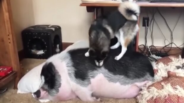 Mini Pig oder Hund: Wissenschaftler diskutieren, wer schlauer als Haustiere ist