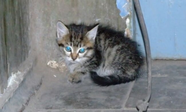 Das Kätzchen brauchte Pflege. Quelle: Screenshot YouTube