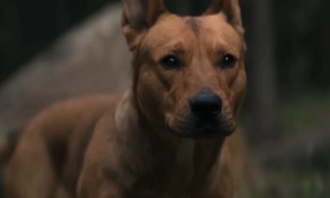 Coco, Prey. Quelle: Youtube Screenshot