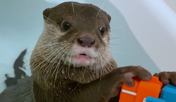 Otter. Quelle: YouTube Screenshot