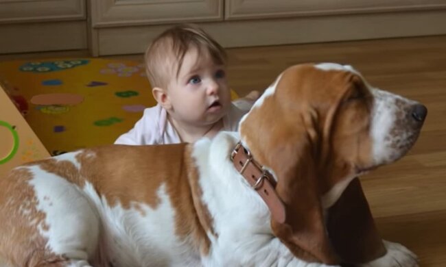 Hunde sind ausnahmslos gute Verteidiger. Quelle: Screenshot YouTube