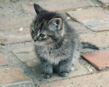 In einer regnerischen Nacht holte der Mann ein Kätzchen vom Dach seines Hauses: Es wuchs zu einer hübschen Katze heran