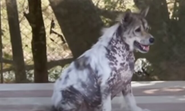 Dreadlock, Hund. Quelle: Screenshot YouTube