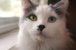Ein junges Paar fand eine obdachlose Katze mit ungewöhnlichen Augen auf der Straße und brachte sie nach Hause