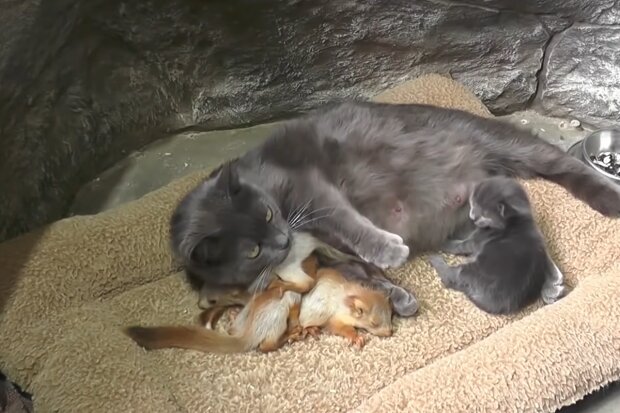 Katze Lisa und ihre Babys. Quelle: Screenshot Youtube