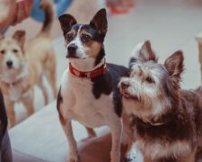 Hundeliebhaber haben ein Café namens "Dog House" geöffnet, damit streunende Hunde dort leben könnten