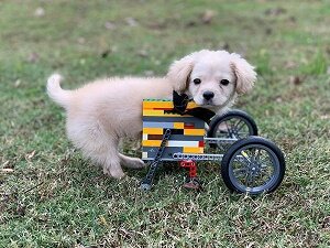 5e3bd5391f04e-gracie-disabled-puppy-lego-wheelchair-4-5e3ac3a071475__700