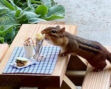 Fürsorge für Tiere: Frau eröffnete ein Streifenhörnchen-Restaurant