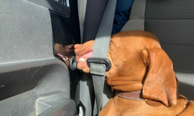 Eine lustige Reise: Hunde, die eine Fahrt in eine Komödie verwandeln können