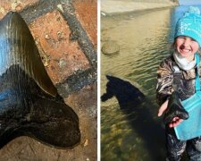 9-jähriger Wissenschaftsenthusiast findet riesigen Megalodon-Zahn