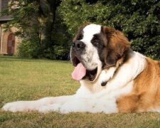Hund. . Quelle: Screenshot YouTube