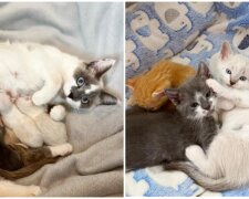Katze Becca und Kätzchen. Quelle: Screenshot Youtube