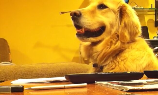 Der Retriever lächelt. Quelle: YouTube Screenshot