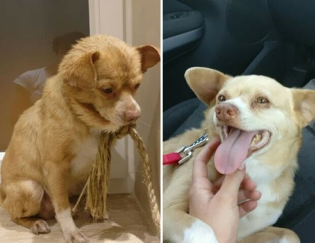 Fotos von Hunden, deren Leben sich geändert hat, seit sie aus dem Tierheim genommen wurden