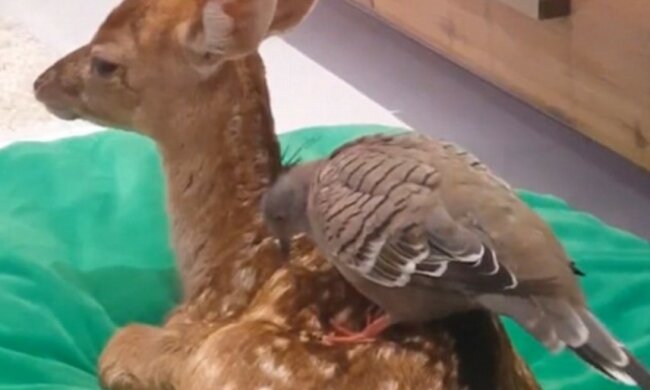 Güte wird die Welt retten: Wie eine Taube sich mit einem verwaisten Hirsch angefreundet hat