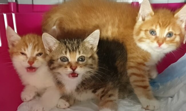 Kätzchen. Quelle: YouTube Screenshot