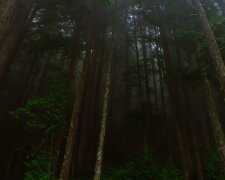 Wald. Quelle: Screenshot YouTube