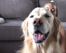 Golden Retriever. Quelle:  YouTube Screenshot