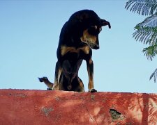 Ein Mann, der an einer unbewohnten Insel vorbeisegelte, bemerkte den Hund und rettete ihn: Das war aber nicht leicht