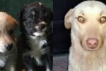 Hundefamilie. Quelle: Screenshot