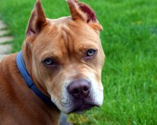 Ein 11-jähriger Pitbull wollte seine Besitzer in das Haus nicht hereinlassen: Ein kluger Hund wusste über das Problem