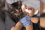 Babykatze. Quelle: Youtube Screenshot