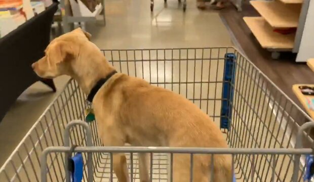 Hund im Supermarkt. Quelle: YouTube Screenshot