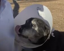 Hund in der Rehabilitation. Quelle: YouTube Screenshot
