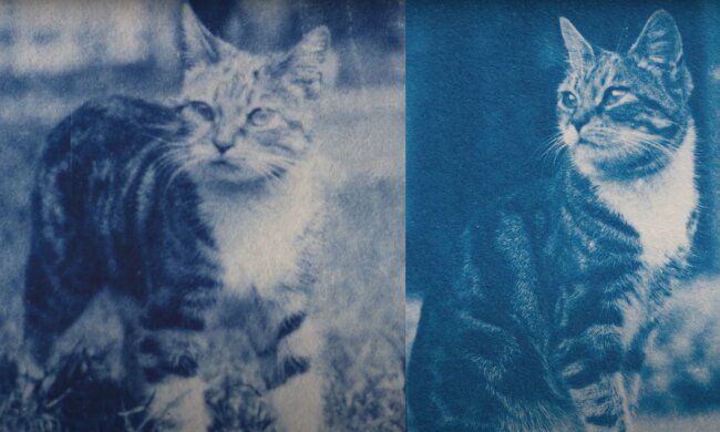 Ein Mann fand im Keller ein altes, versiegeltes Kästchen und entwickelte das dort liegende Negativ: Auf dem 120 Jahre alten Foto war eine Katze