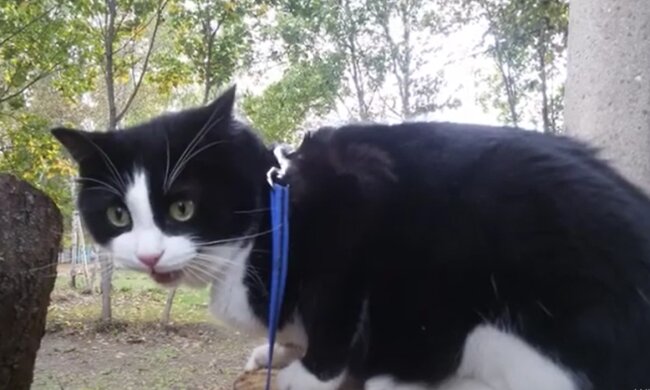 Menschen bauten ein Haus für Katzen: Sie gingen hin, um zu gucken, wer dort wohnt und sahen nur einen Bewohner